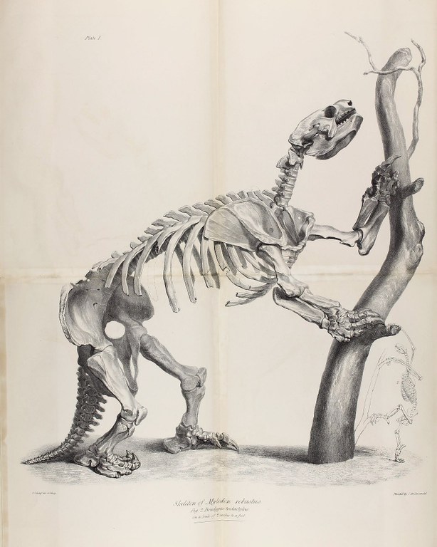 Mylodon darwinii figures from the original description by Sir Richard Owen in 1842.