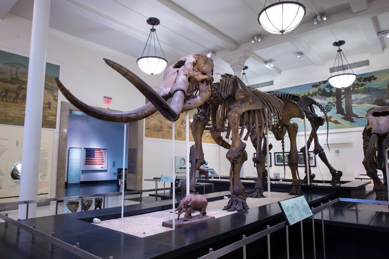 Warren Mastodon mount at the American Museum of Natural History. Image Credit: AMNH