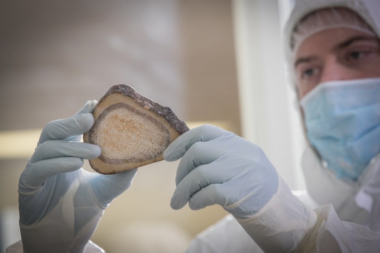Graduate student Emil Karpinski holds a tibial cross section from a Siberian Woolly Mammoth. This permafrost preserved sample still contains fat entombed marrow. Credit: JD Howell, McMaster University