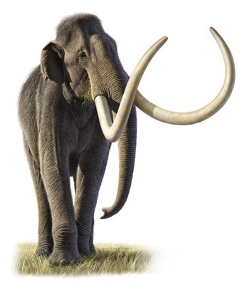 Columbian mammoth. Image credit: Raul Martin