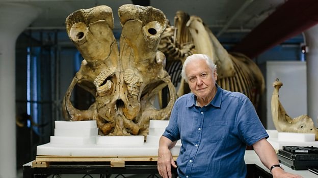David Attenborough in front of Jumbo’s skull. Credit: BBC