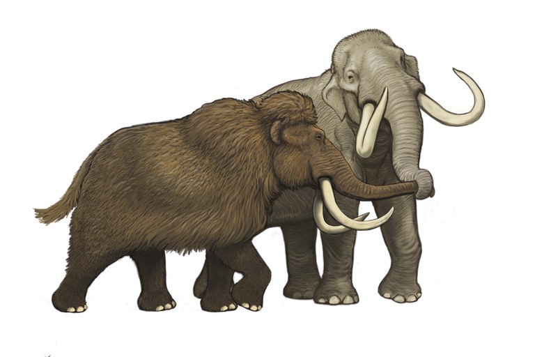 Complete Columbian mammoth mitogenome suggests interbreeding with